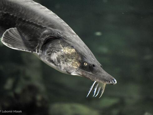 Beluga sturgeon fish in fresh water