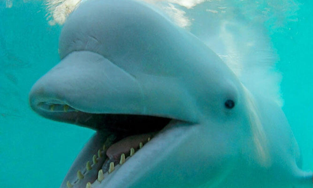 baby beluga whales