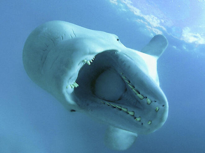 beluga whales eating fish