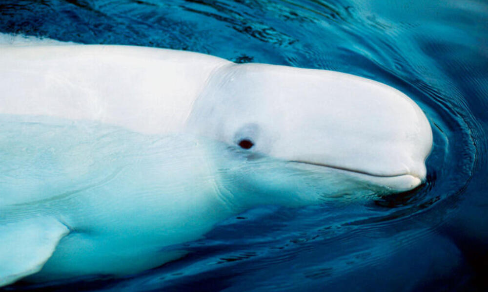 beluga whale