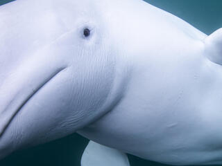 Beluga whale approaching camera underwater off the coast of Norway.