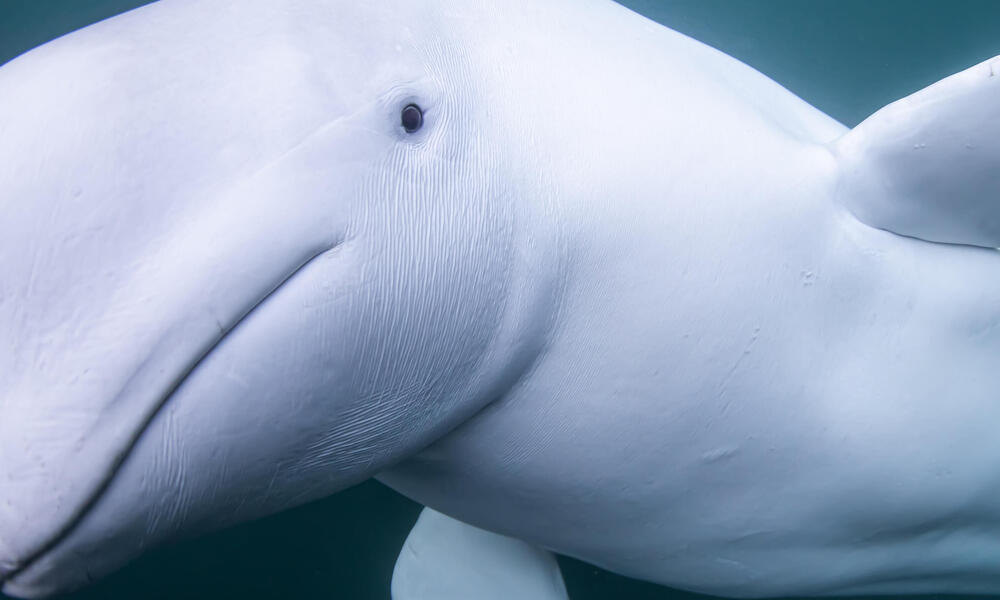Beluga whale approaching camera underwater off the coast of Norway.