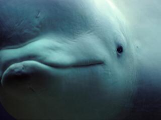 Close up of beluga whale face