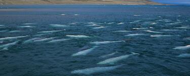 Aeral view of Beluga whales swimming