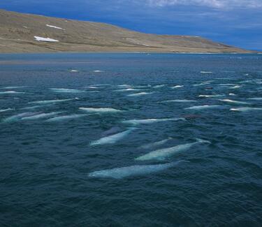 Aeral view of Beluga whales swimming