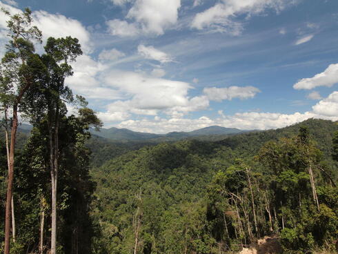 Landscape view of a lush green forest with a mountain range in the background