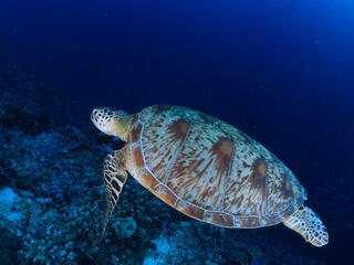 Chelonia mydas Common green turtle Swimming Indo Pacific Ocean.