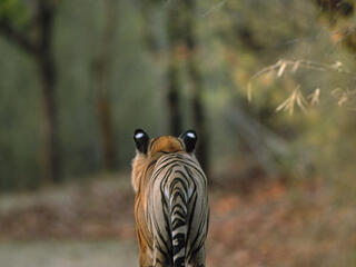 Bengal Tiger