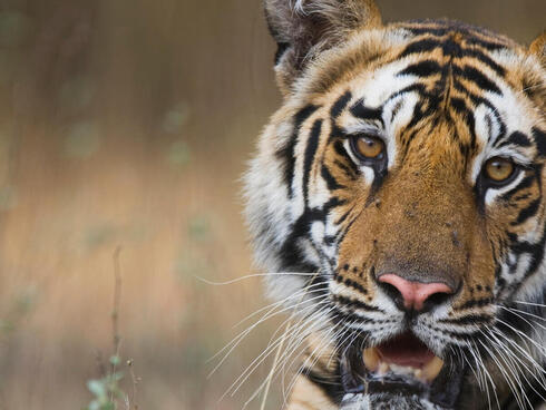 Bengal tiger on a creek bank