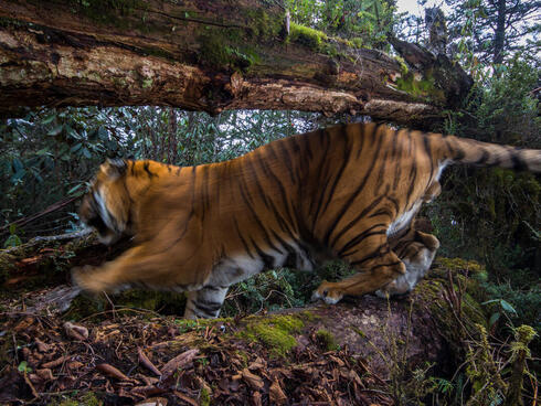 A wild Bengal tiger moves swiftly under a fallen tree in the forest