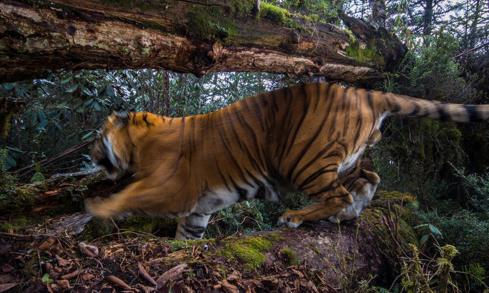 Caza Ilegal De Cazadores Furtivos En La Caza Forestal En Grandes