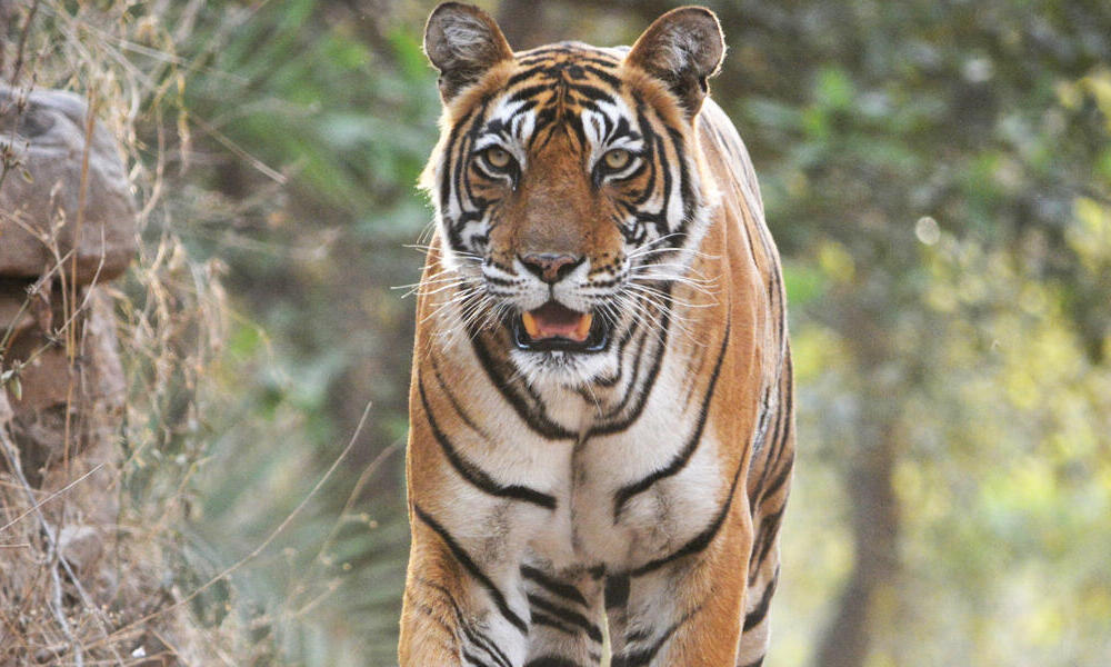 Indochinese tigers