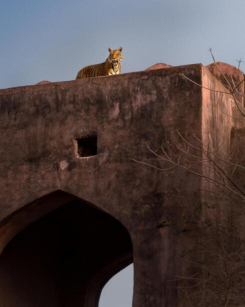 A Bengal tiger walks across the Kundal Gate in India