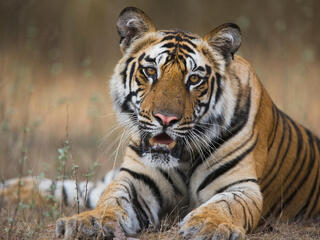 A Bengal tiger in Bandhavgarh National Park, India