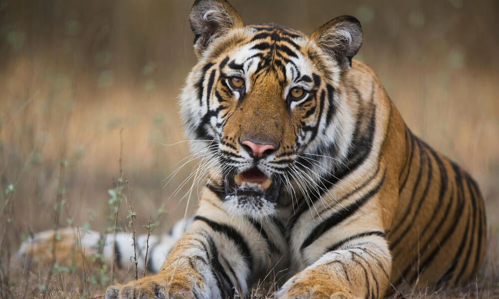 Endangered Bengal Tigers Could Go Extinct By 2070