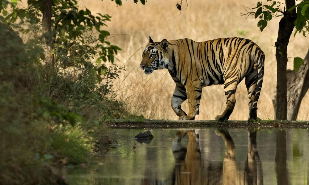 Bengal tiger male walking beside lake in India