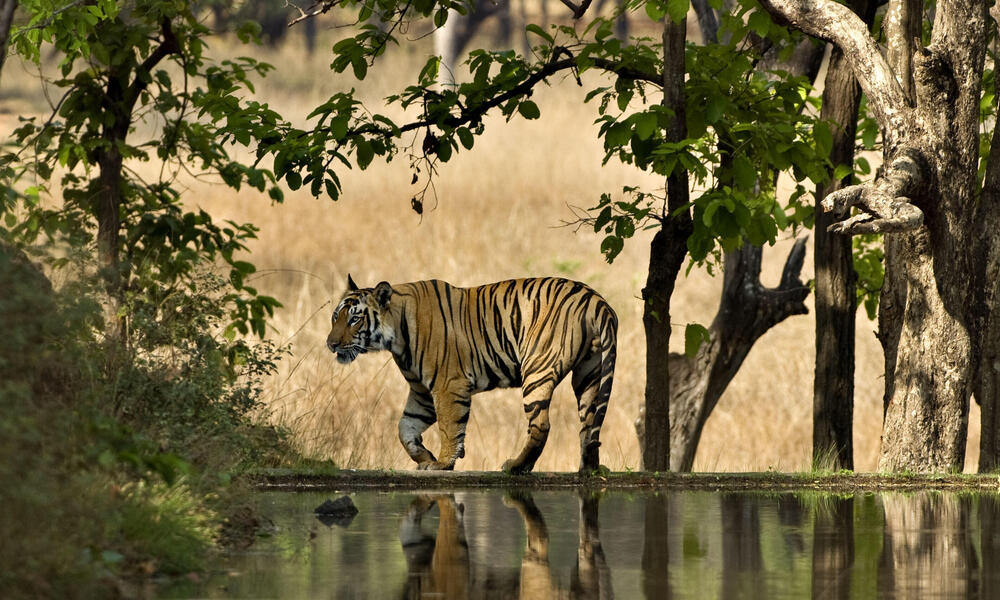 Bengal tiger male walking beside lake in India