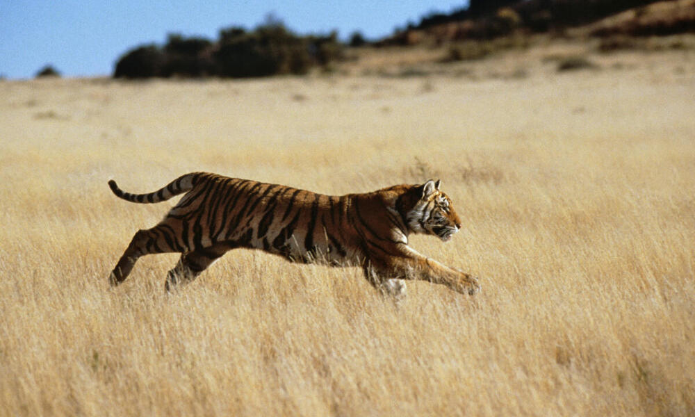 Bengal tiger running