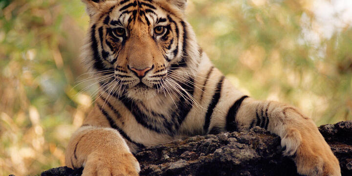WWF Endangered Species Conservation World Wildlife Fund WWF Endangered Species Conservation World Wildlife Fund