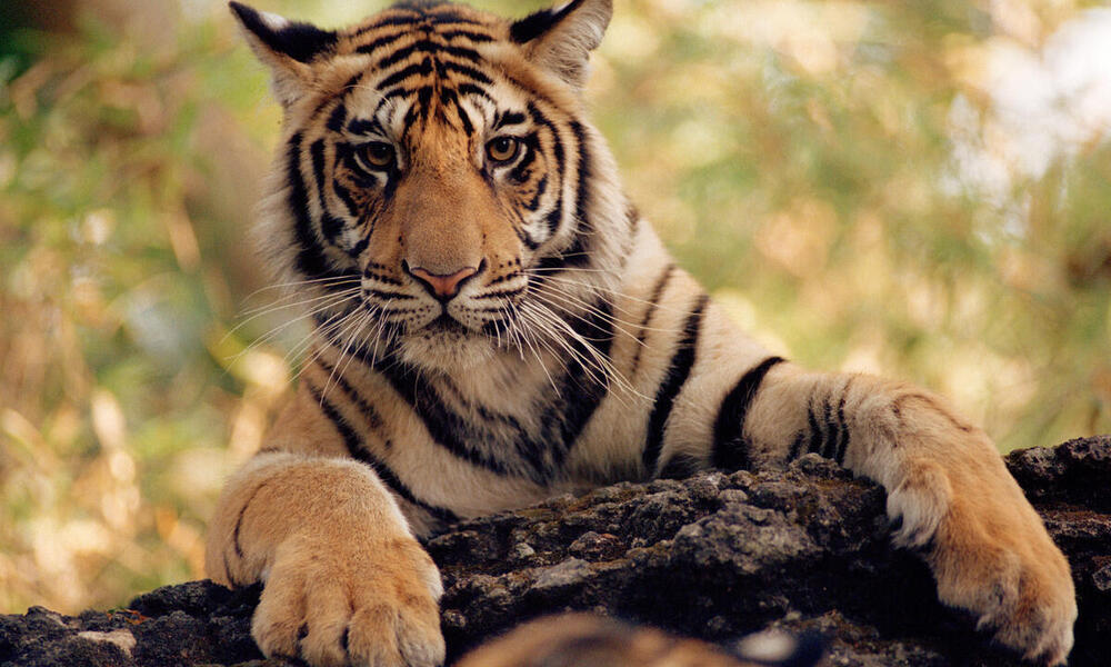 WWF and Discovery Communications Join to Protect Critical Tiger Habitat |  Pages | WWF