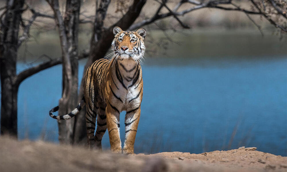 A female Bengal tiger stands regally in front of a lake in India. 