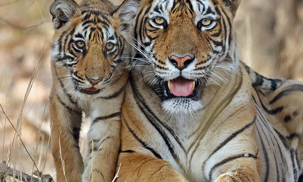 Nine wins for tigers in the last nine years | Stories | WWF