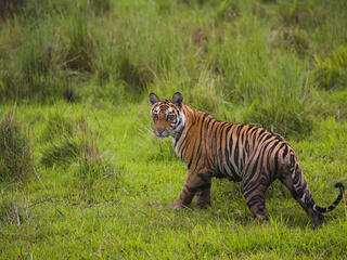 Bengal cub walking in a meadow in India