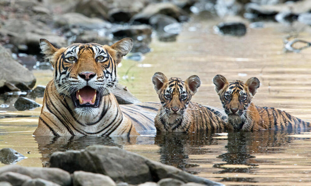 Where do tigers live? And other tiger facts, Stories