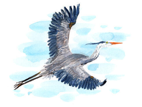 White-bellied heron