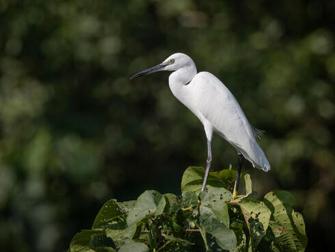 A white heron