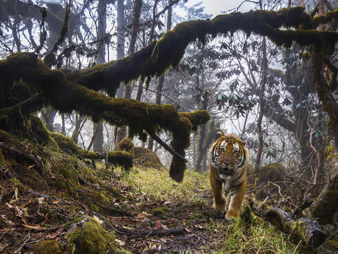 A tiger walking in Bhutan. 