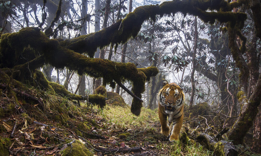 A tiger walking in Bhutan. 