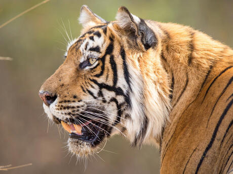 Tiger head in profile