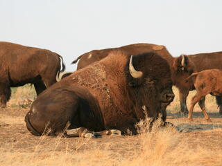 big bison sitting
