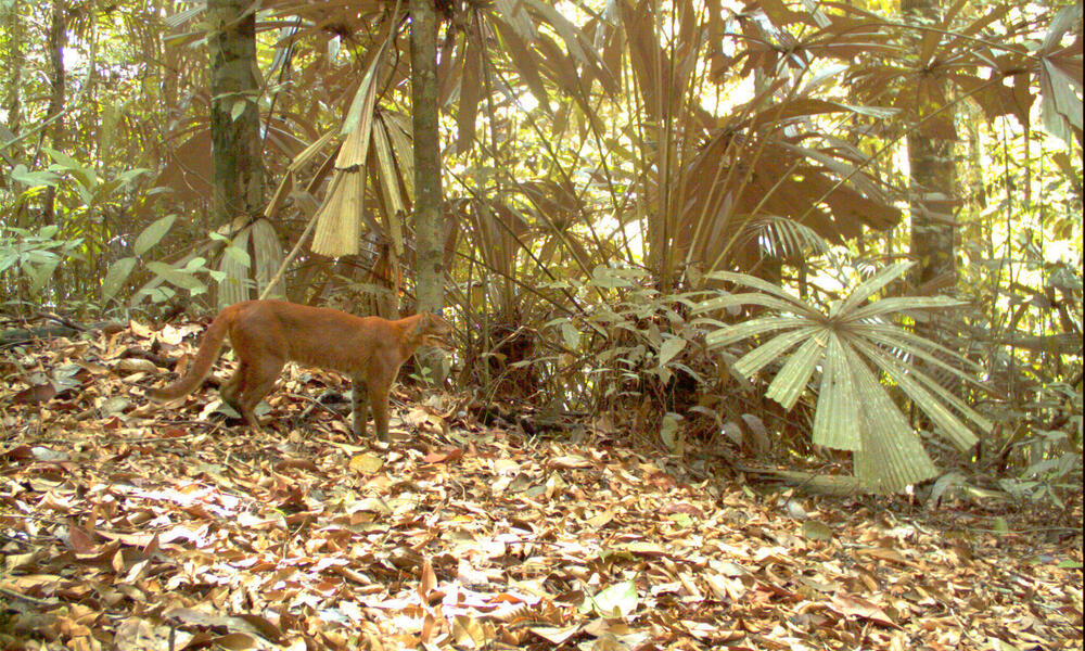 Remarkable Images of Big Cats Urge Forest Protection  Stories  WWF