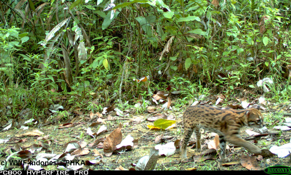 Remarkable Images of Big Cats Urge Forest Protection  Stories  WWF