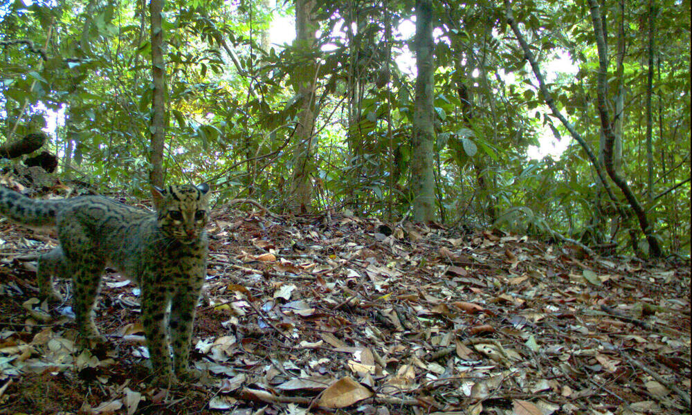 Remarkable Images of Big Cats Urge Forest Protection  Stories  WWF