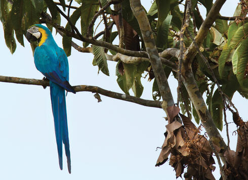 blue bird on branch