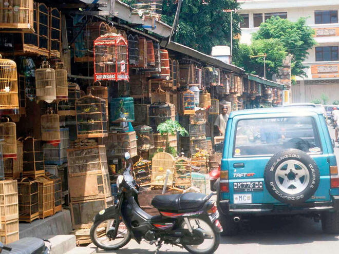 Dozens of bird cages hang along the sidewalk in Indonesia