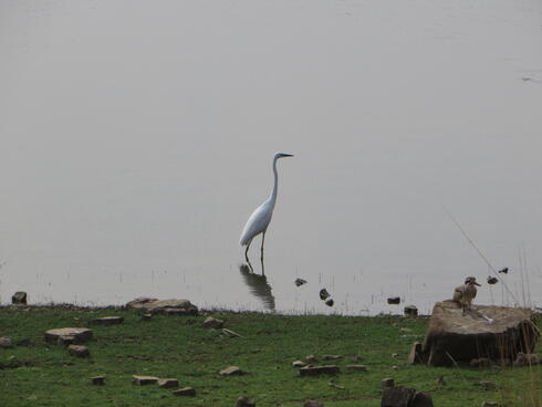 A tall white bird stands in still water