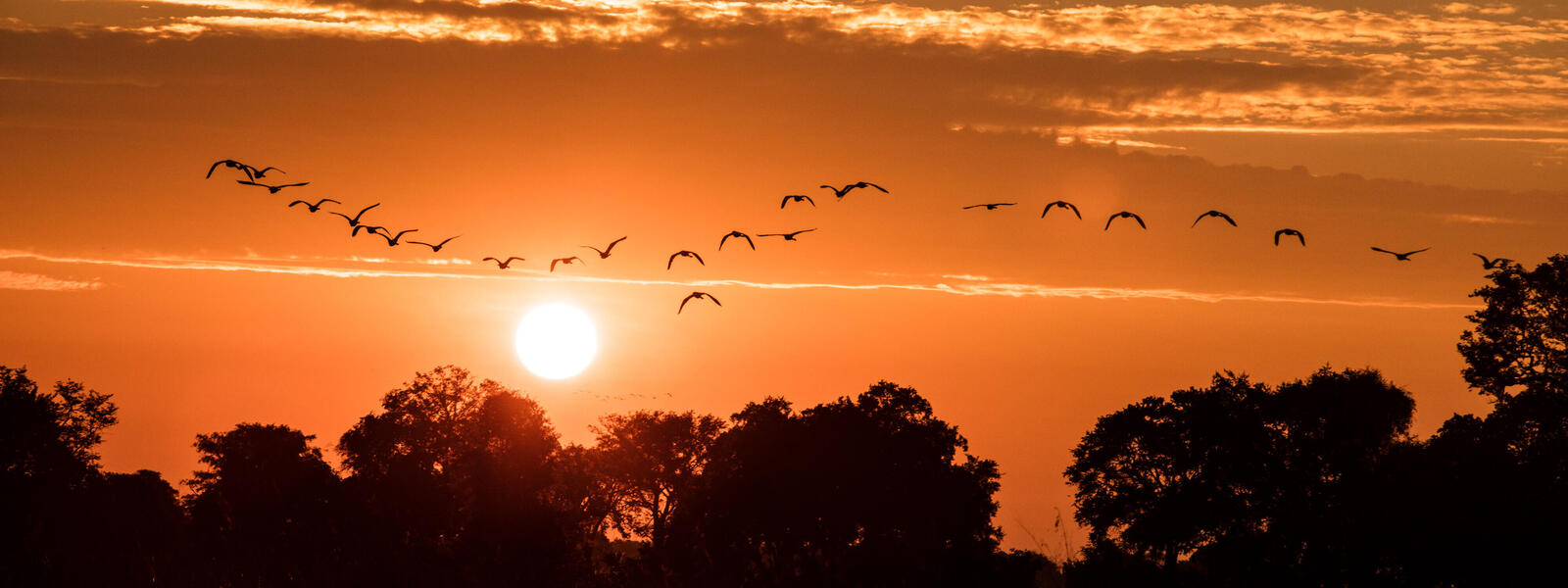 Birds fly at sunrise in the Okavango Delta, Botswana.