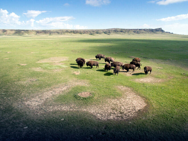 An aerial view of a herd of bison in a green plain with a blue sky
