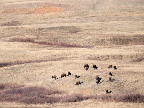 Bison in Badlands from a distance