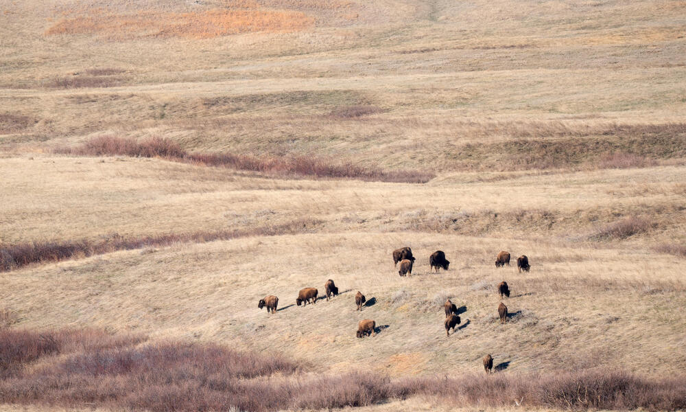 WWF's Clay Bolt on the value of the Northern Great Plains