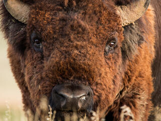 Close-up of bison in Badlands