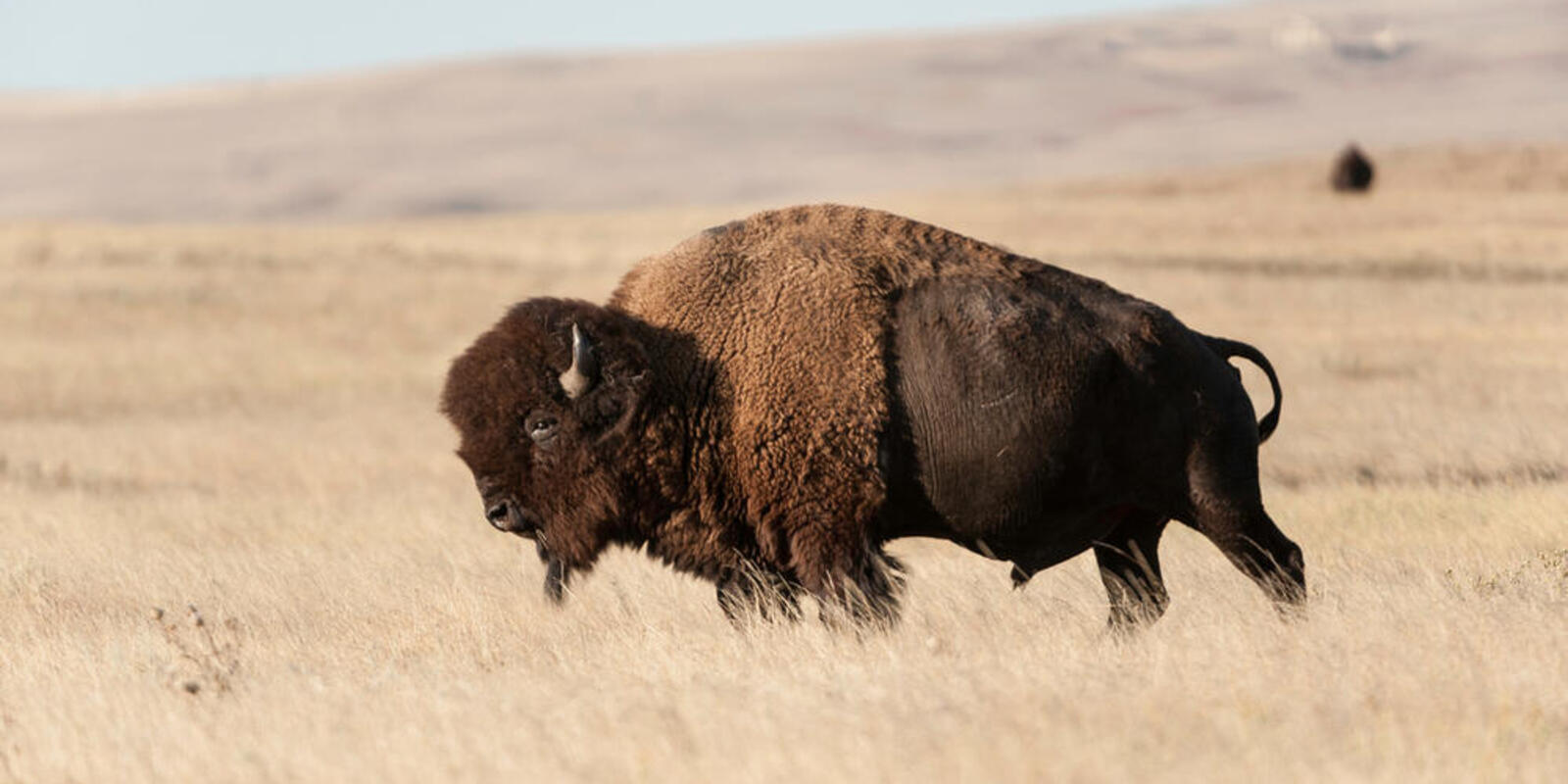 Bring Bison Home