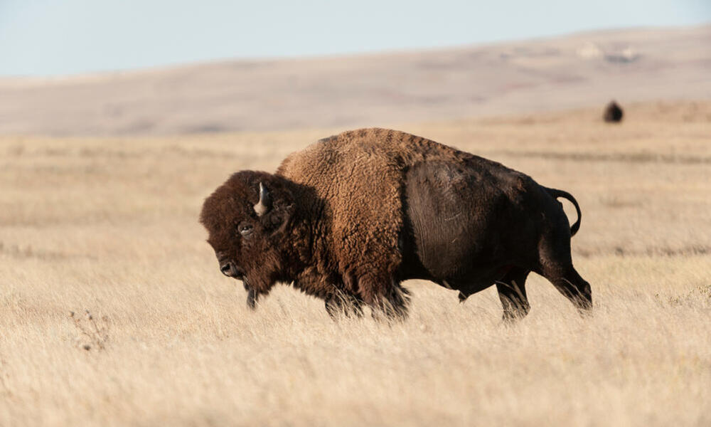 Rosebud Sioux Tribe create the largest native-owned and managed bison herd in North America Stories |
