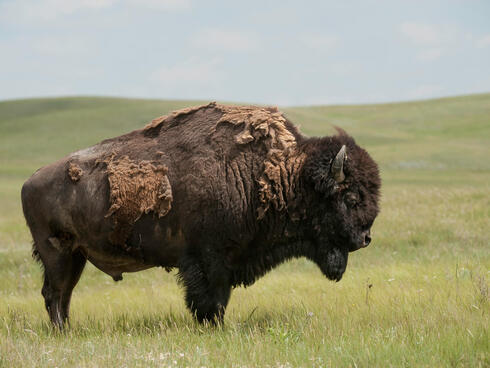 A bison in Fort Peck