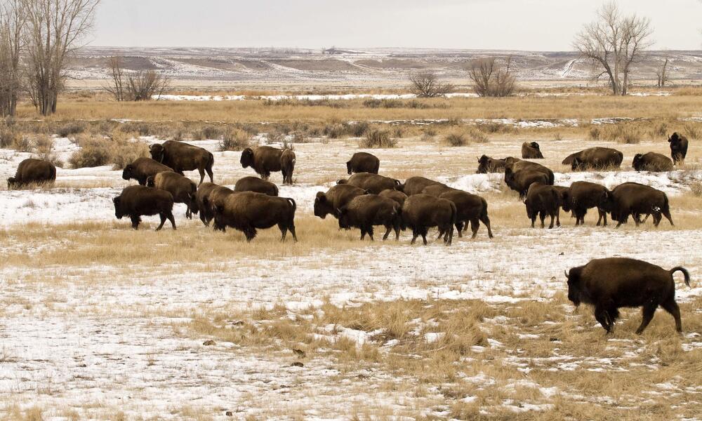 bison group