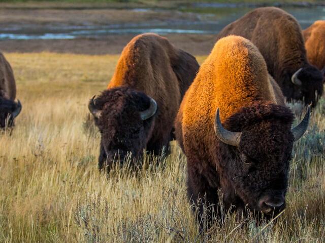 bison from a distance